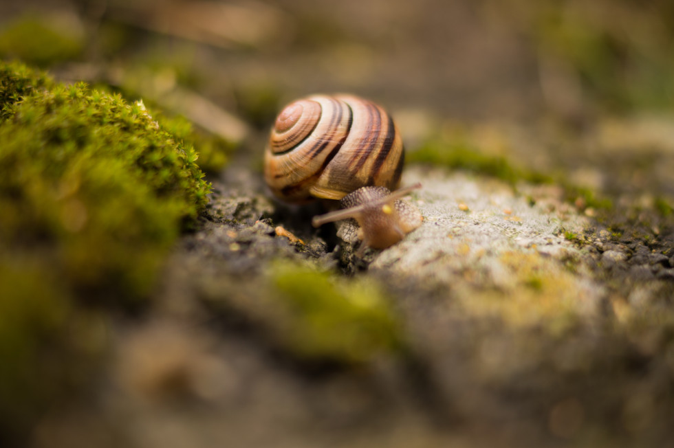 Snail-with-house-on-the-back-free-license-CC0-980x652